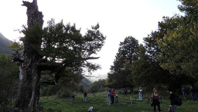  Entre los bosques y campos en compañía 